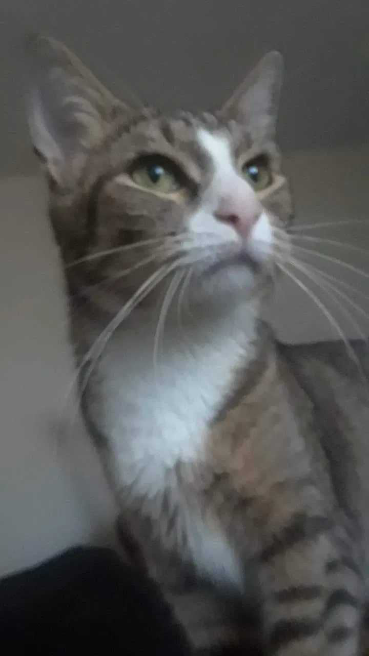 Lost cat in Fort Wayne, IN, 46805