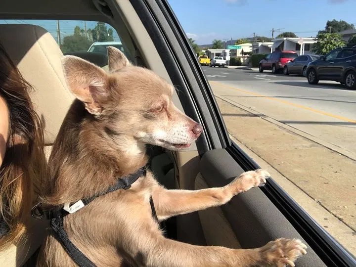 Lost dog in Whittier, CA, 90602