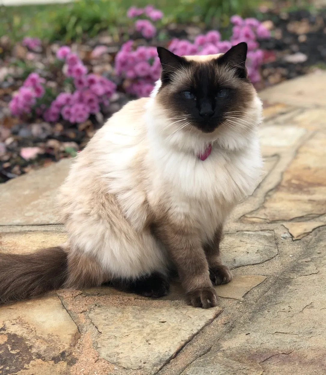 Lost cat in Kansas City, MO, 64152
