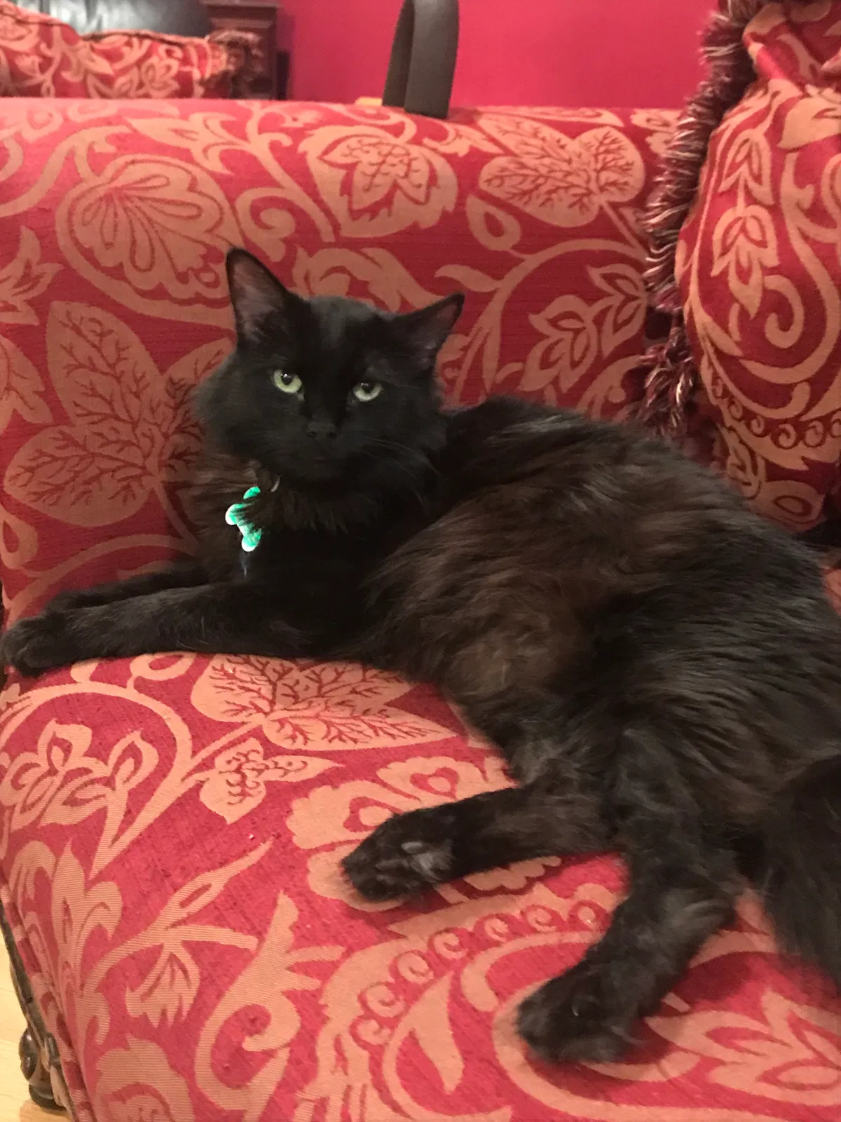 Lost cat in Chicago, IL, 60618