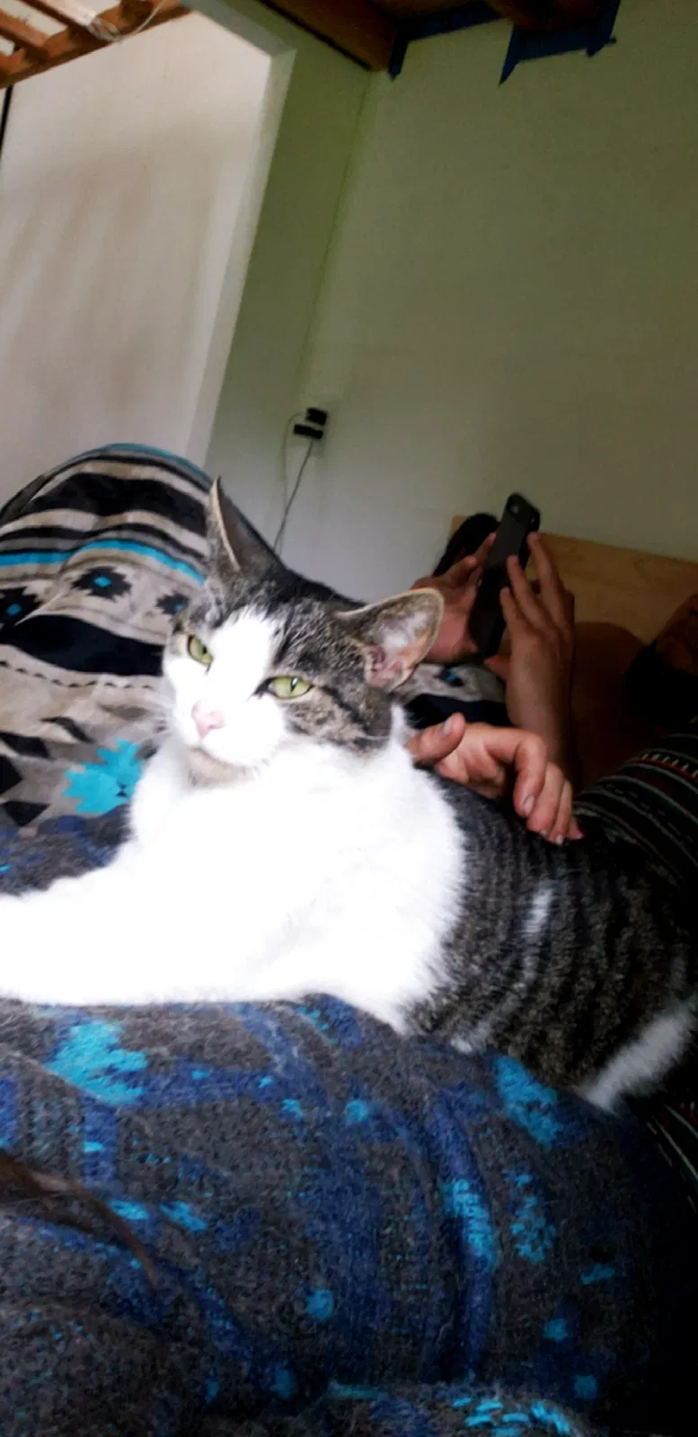Lost cat in Fort Bragg, CA, 95437