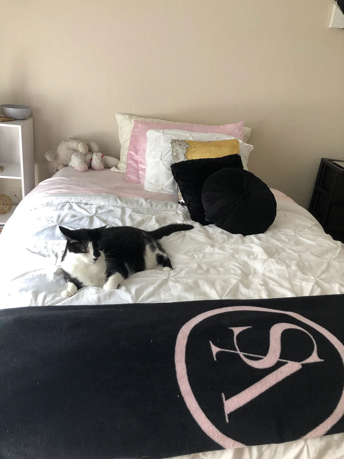 Lost cat in Orlando, FL, 32835