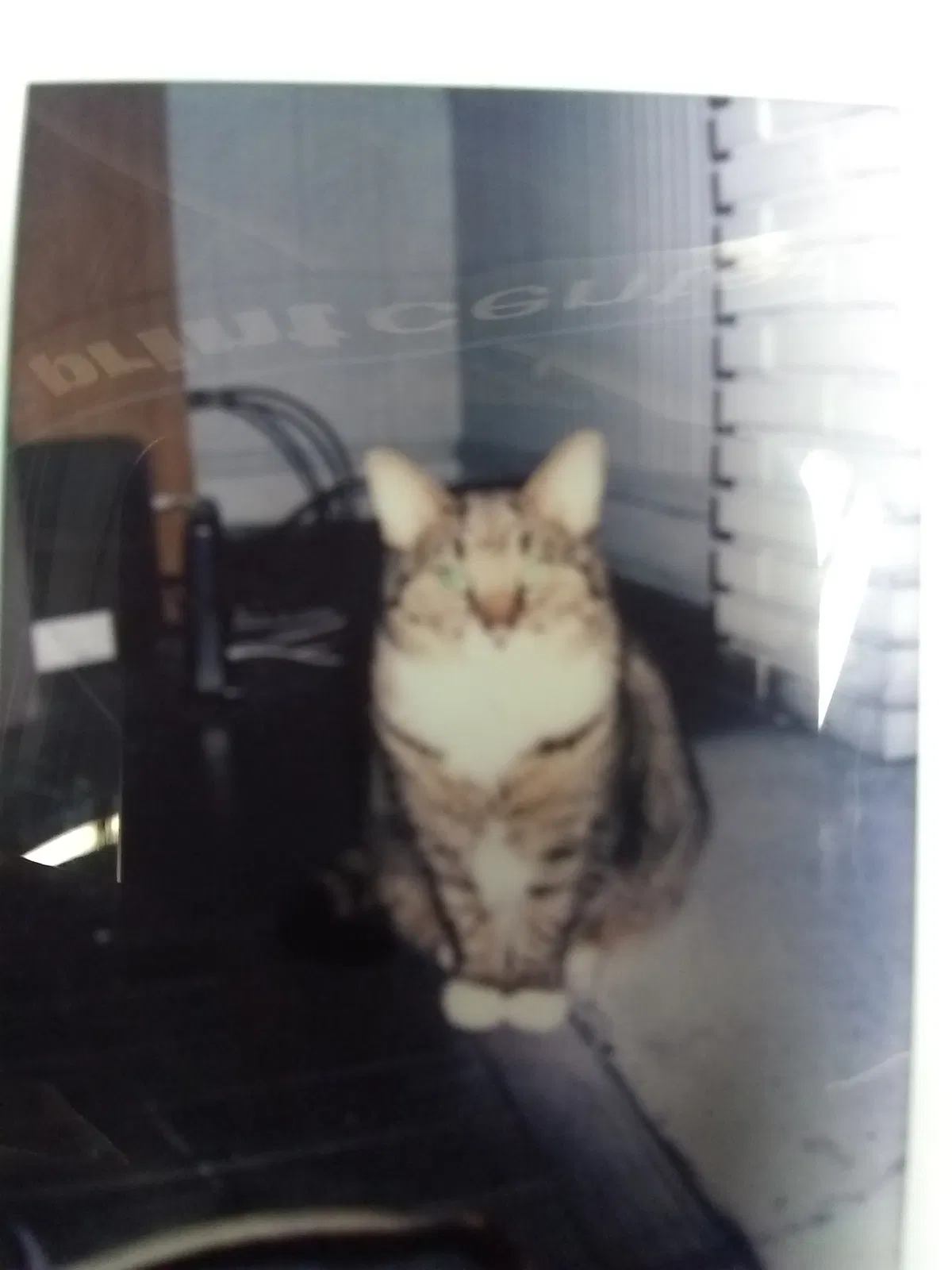 Lost cat in Concord, NC, 28025
