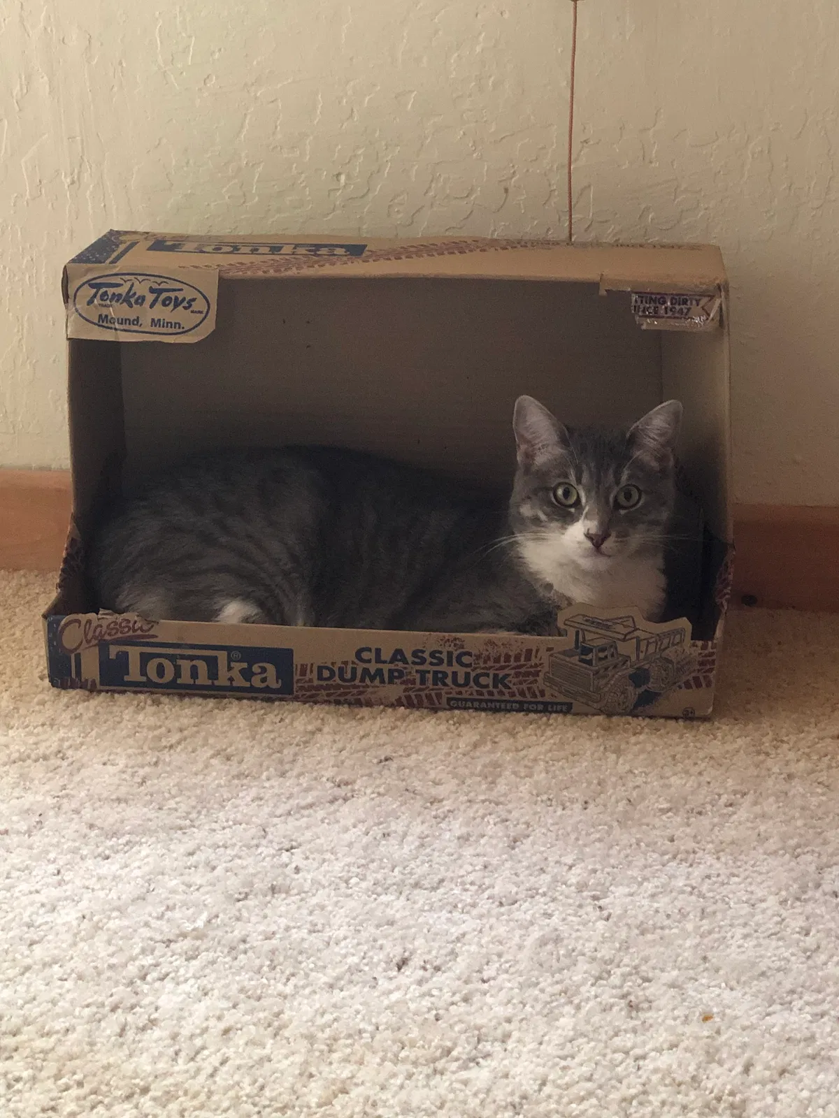 Lost cat in Colfax, CA, 95713