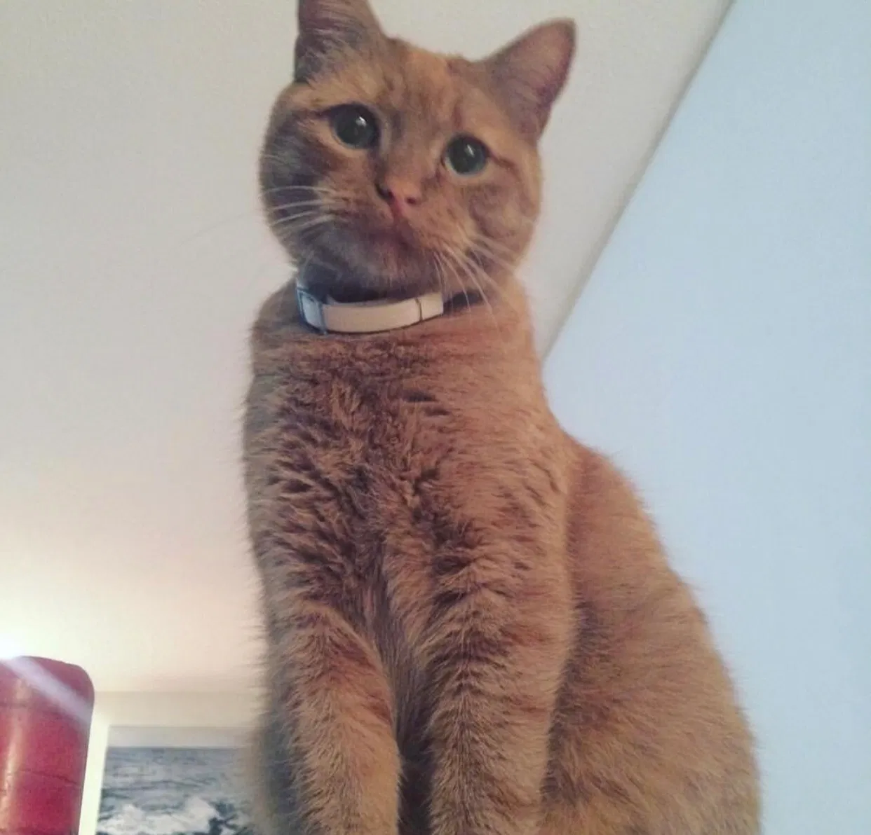 Lost cat in New Haven, CT, 6511