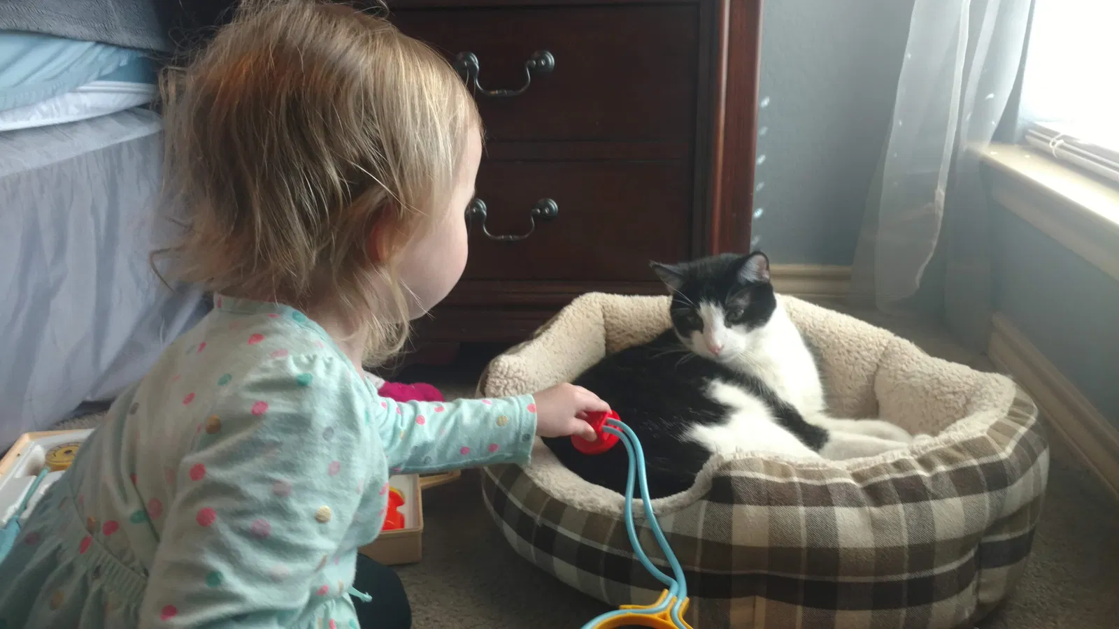 Lost cat in Denton, TX, 76210