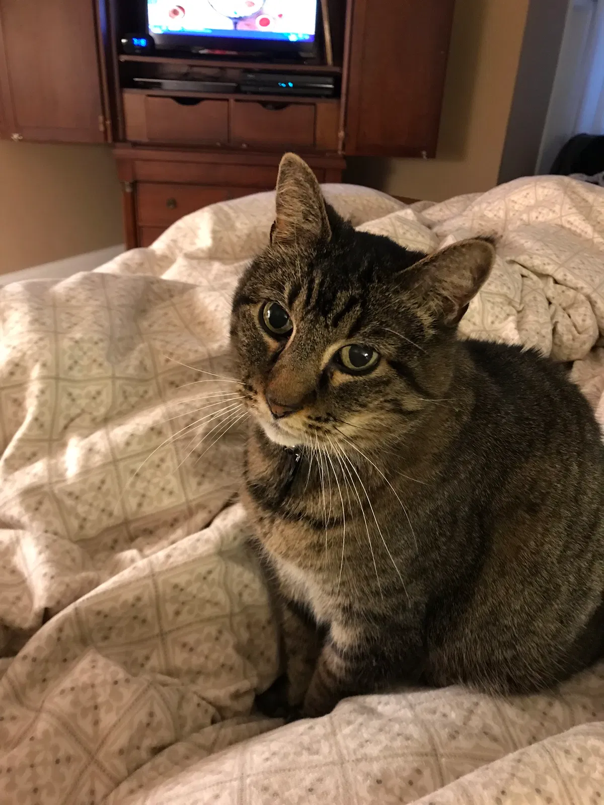 Lost cat in Minneapolis, MN, 55438