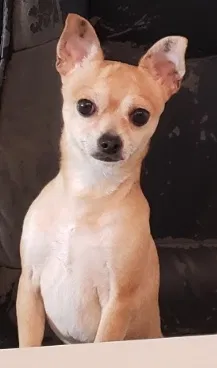 Lost dog in Kissimmee, FL, 34759
