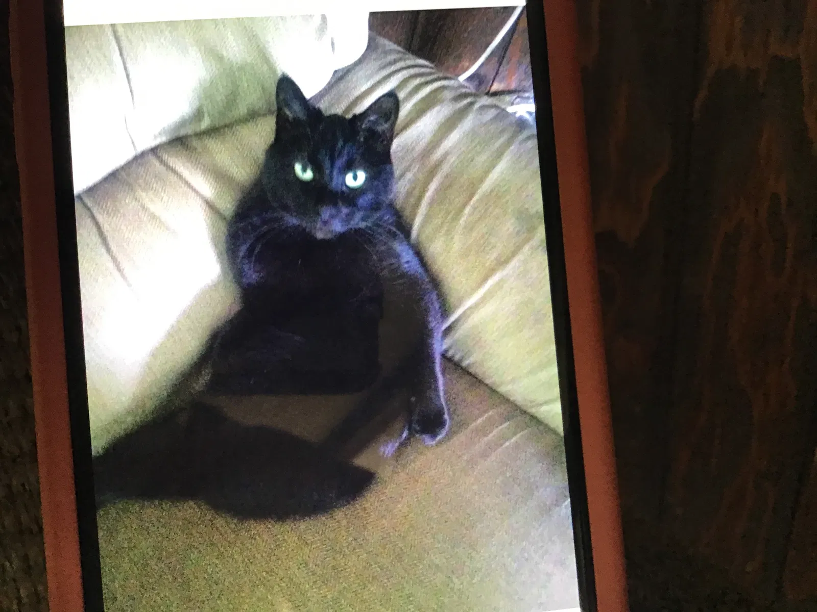 Lost cat in Caledonia, MI, 49316