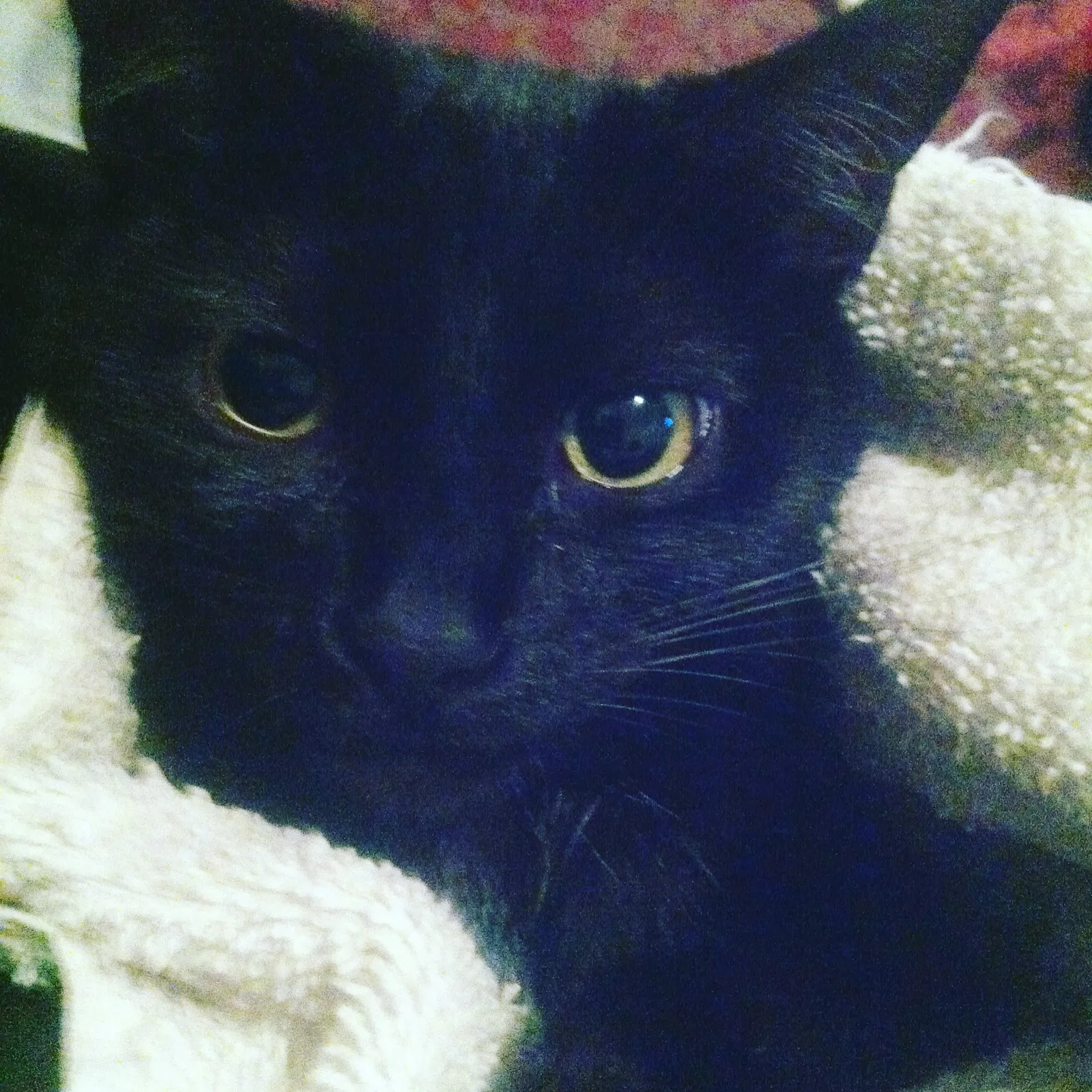 Lost cat in Jacksonville, FL, 32258
