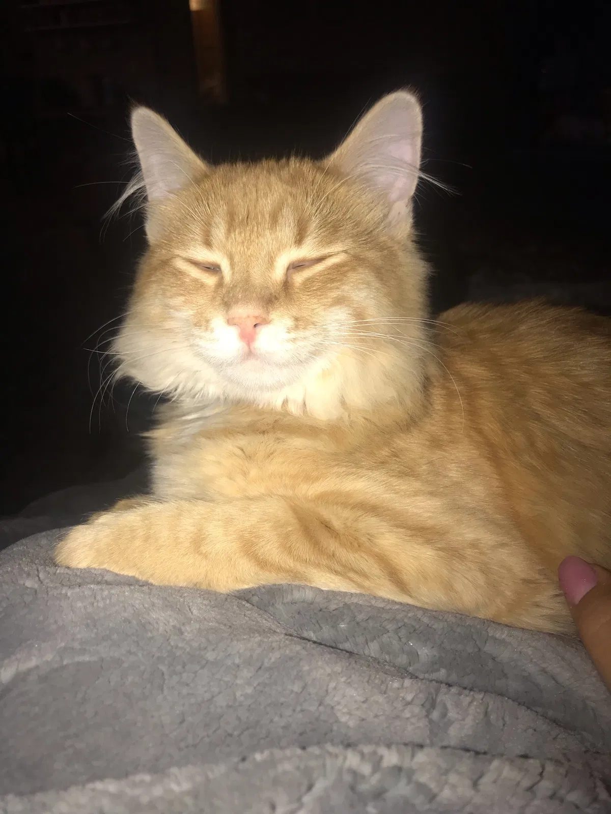 Lost cat in Silverton, OR, 97381