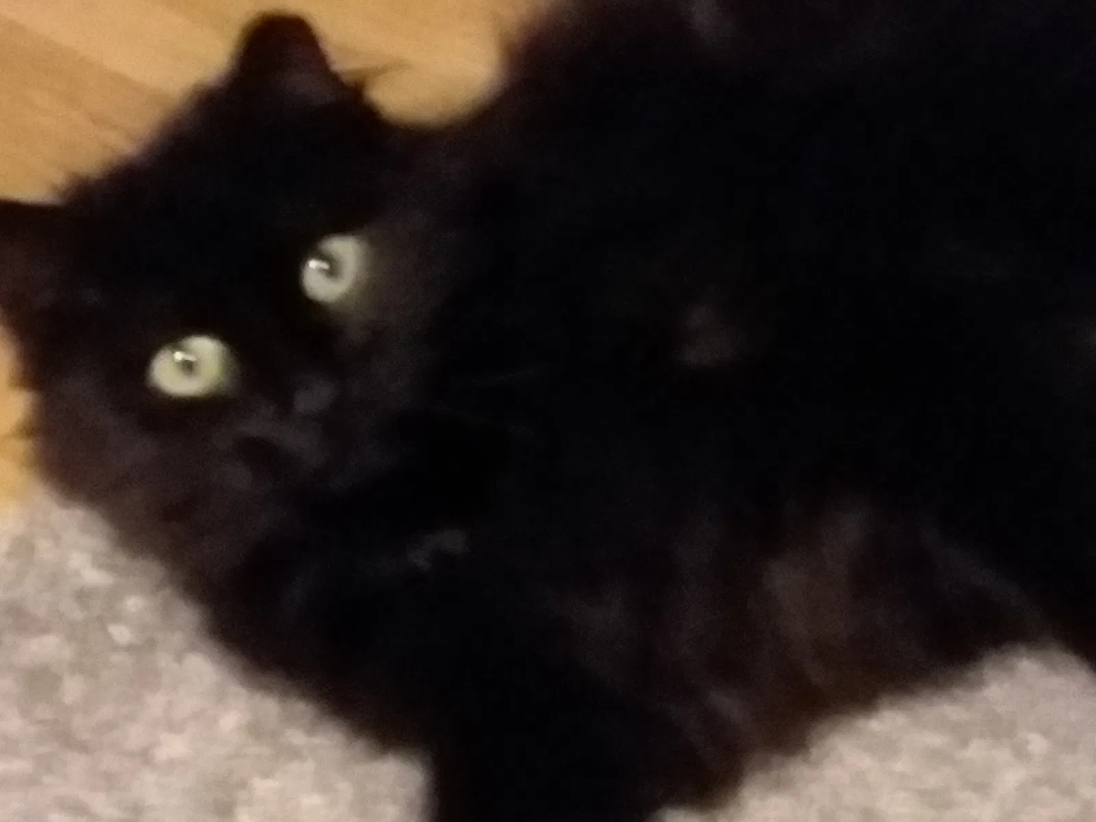 Lost cat in Holtsville, NY, 11742