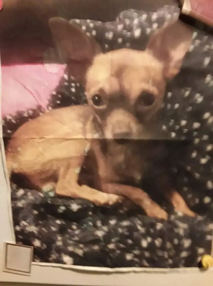 Lost dog in Arlington, WA, 98223