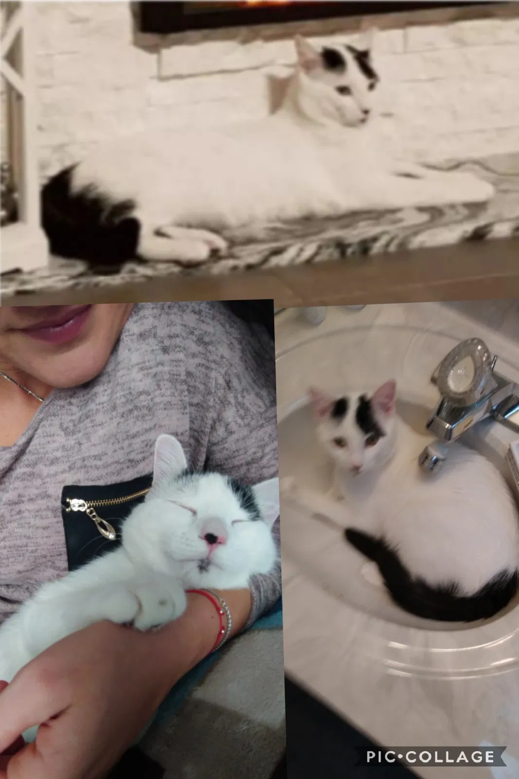 Lost cat in Park Forest, IL, 60466
