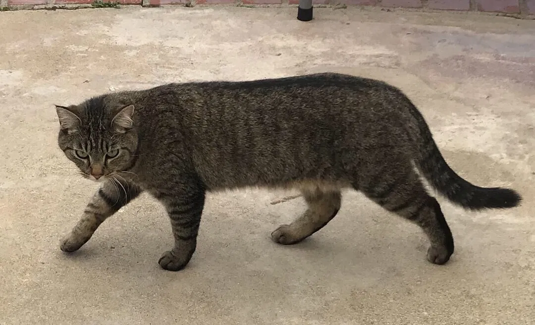 Lost cat in Rancho Palos Verdes, CA, 90275