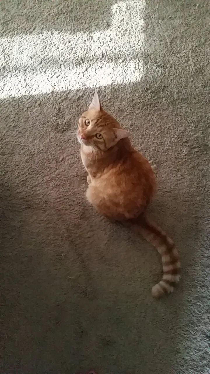 Lost cat in Glendale, AZ, 85310
