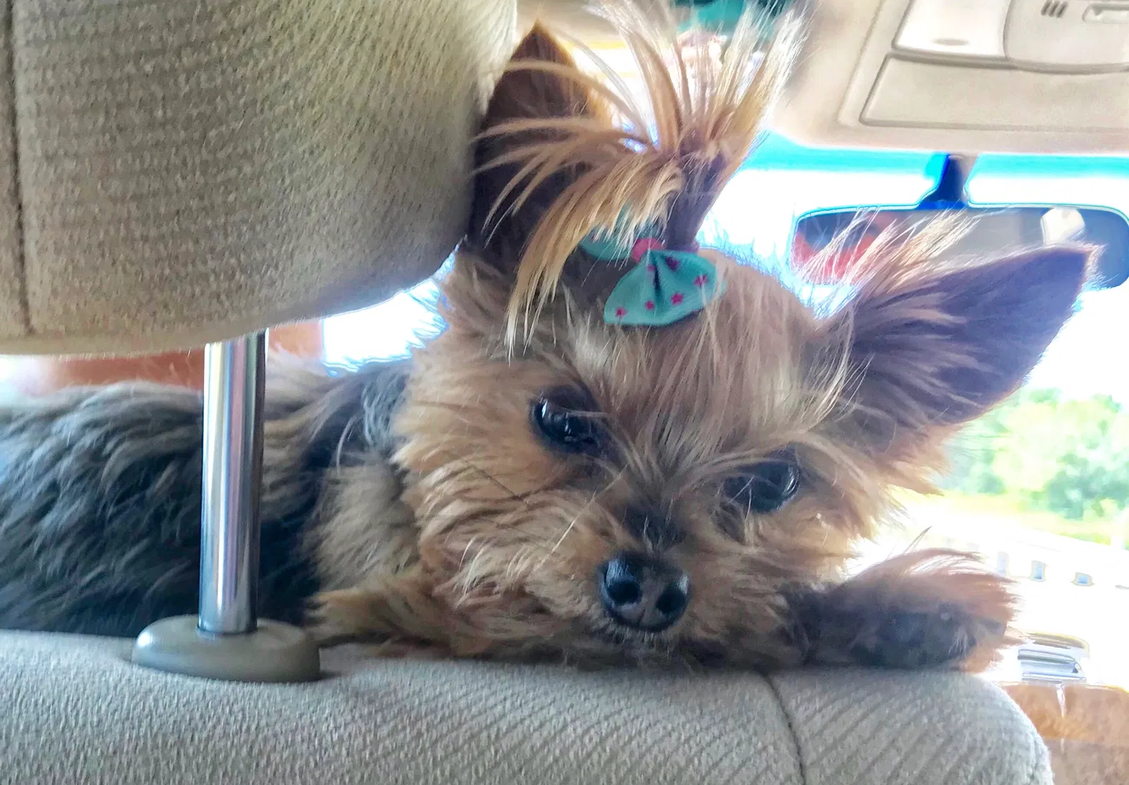 Lost dog in Staunton, VA, 24401