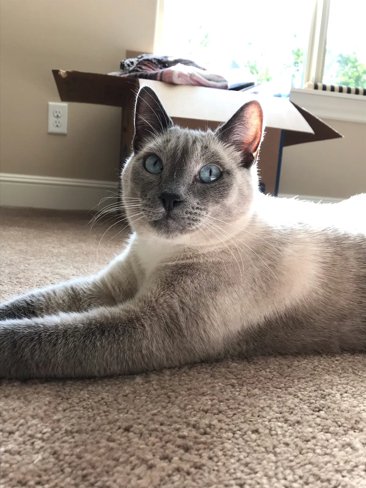 Lost cat in Clackamas, OR, 97015