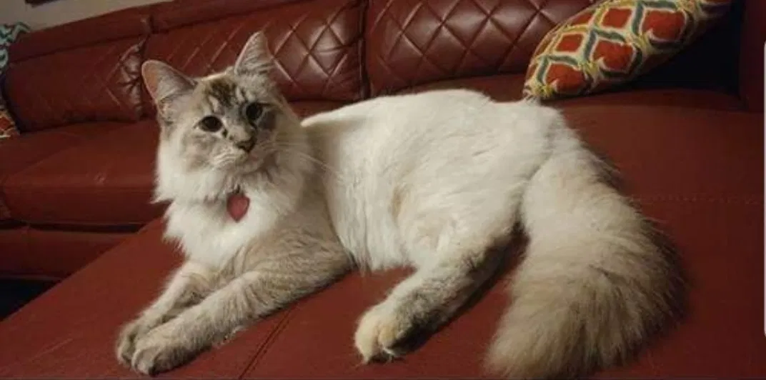 Lost cat in Rockwall, TX, 75032
