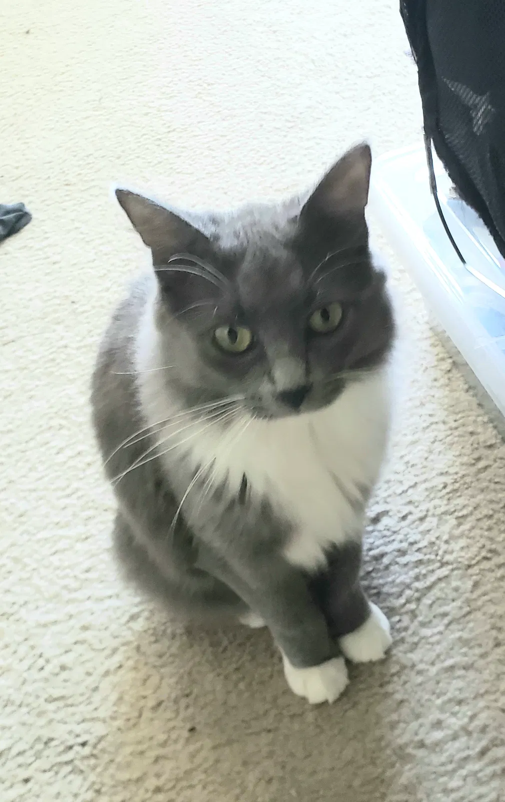 Lost cat in Pacifica, CA, 94044