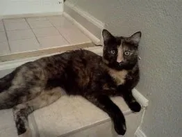 Lost cat in Verona, NJ, 7044