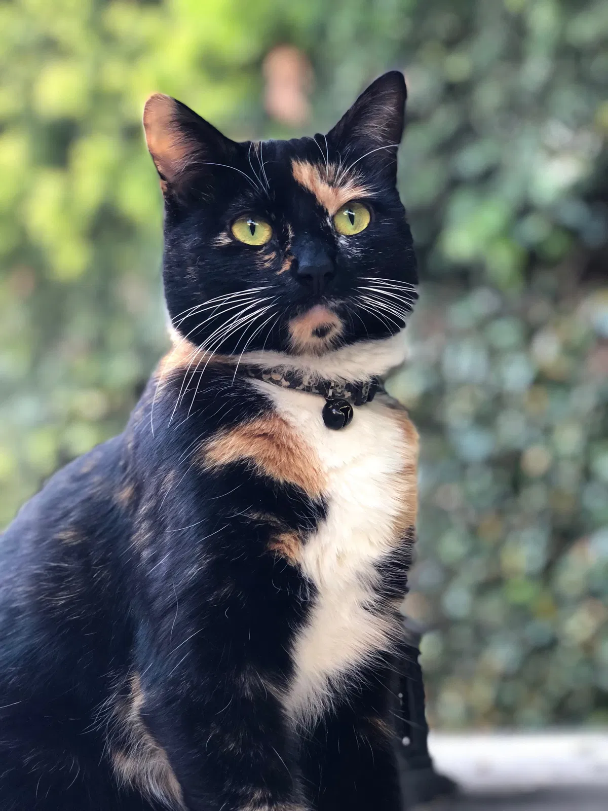 Lost cat in Santa Barbara, CA, 93101