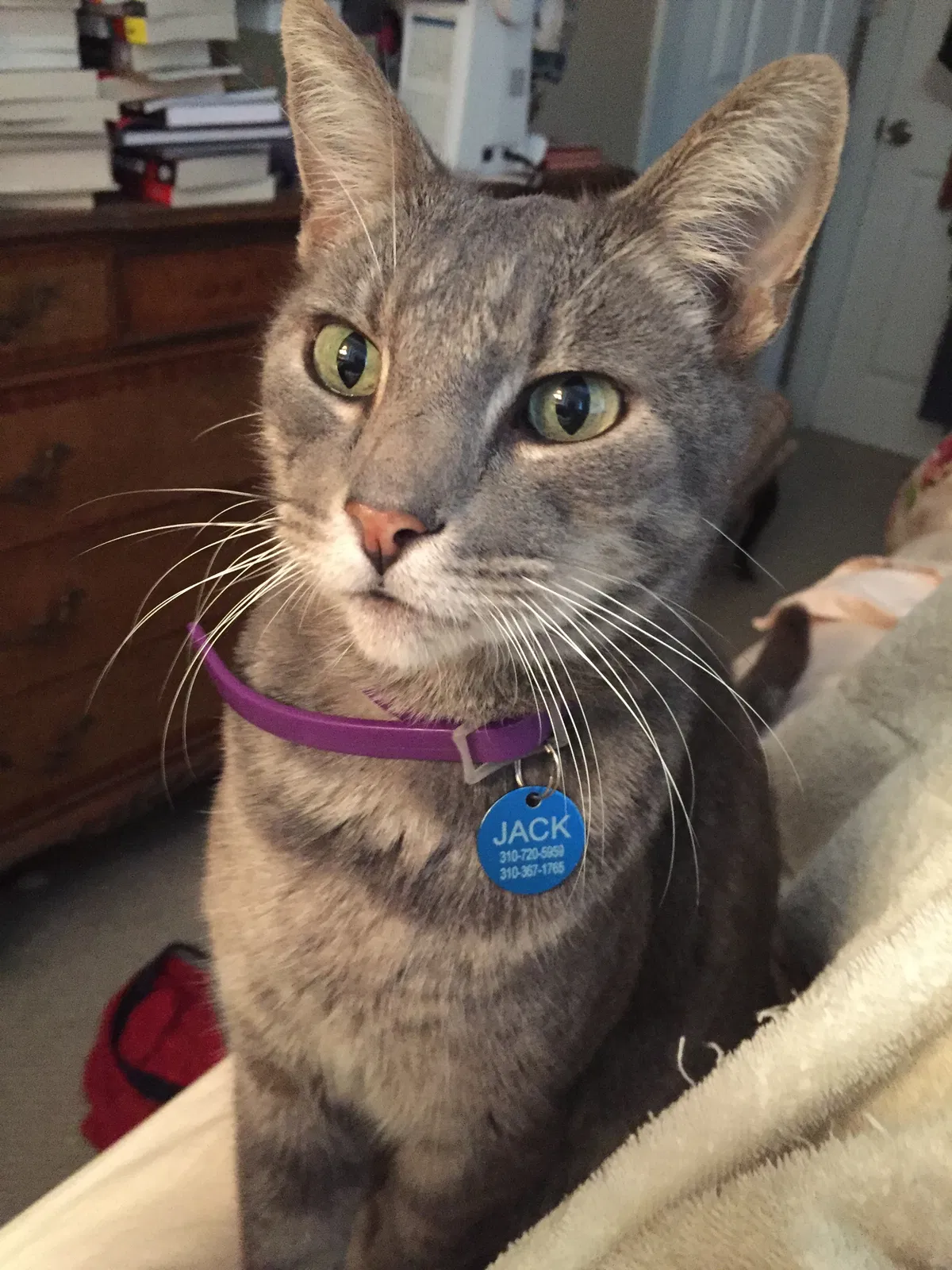 Lost cat in Los Angeles, CA, 90044