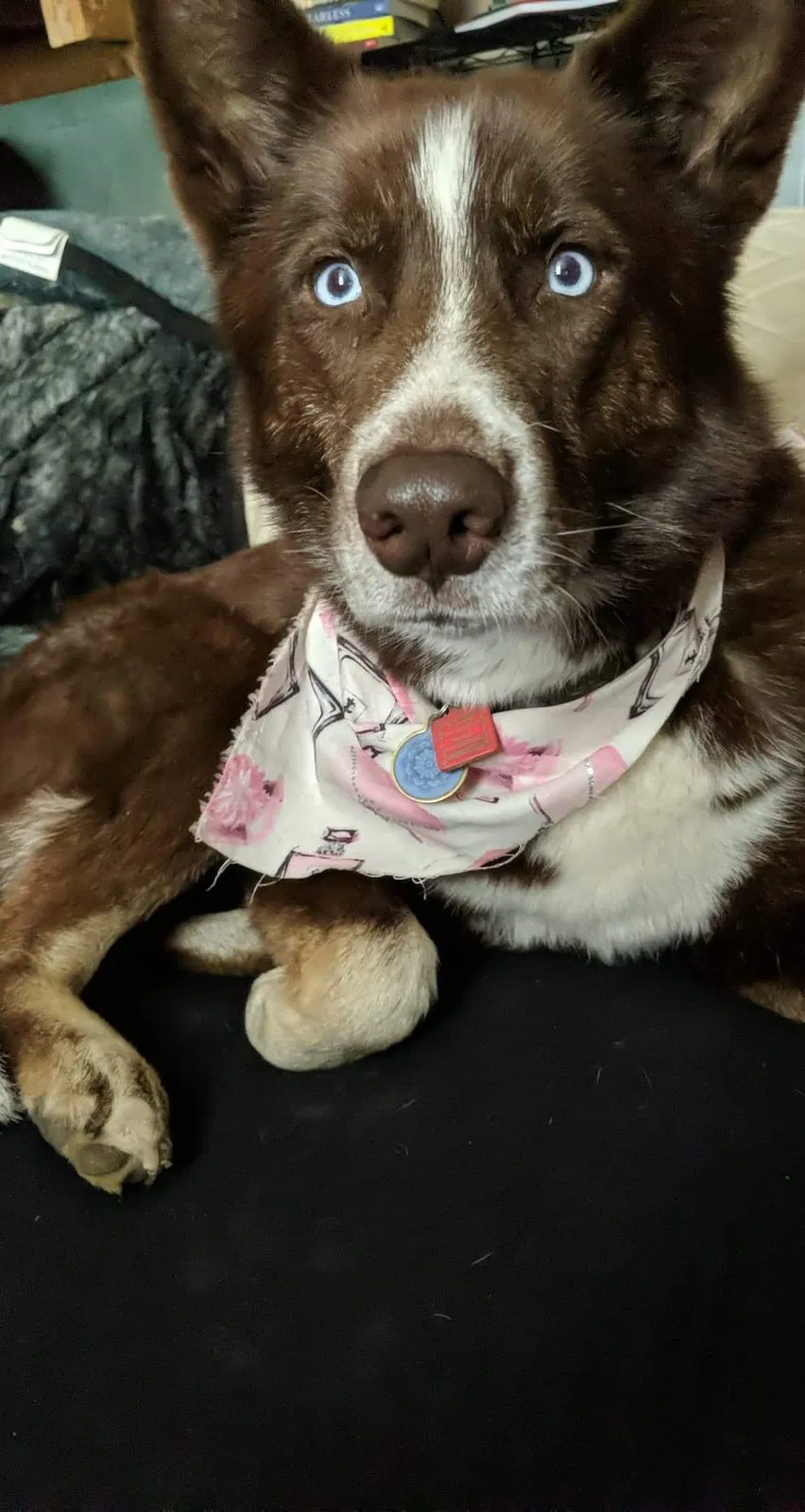 Lost dog in Altoona, PA, 16601