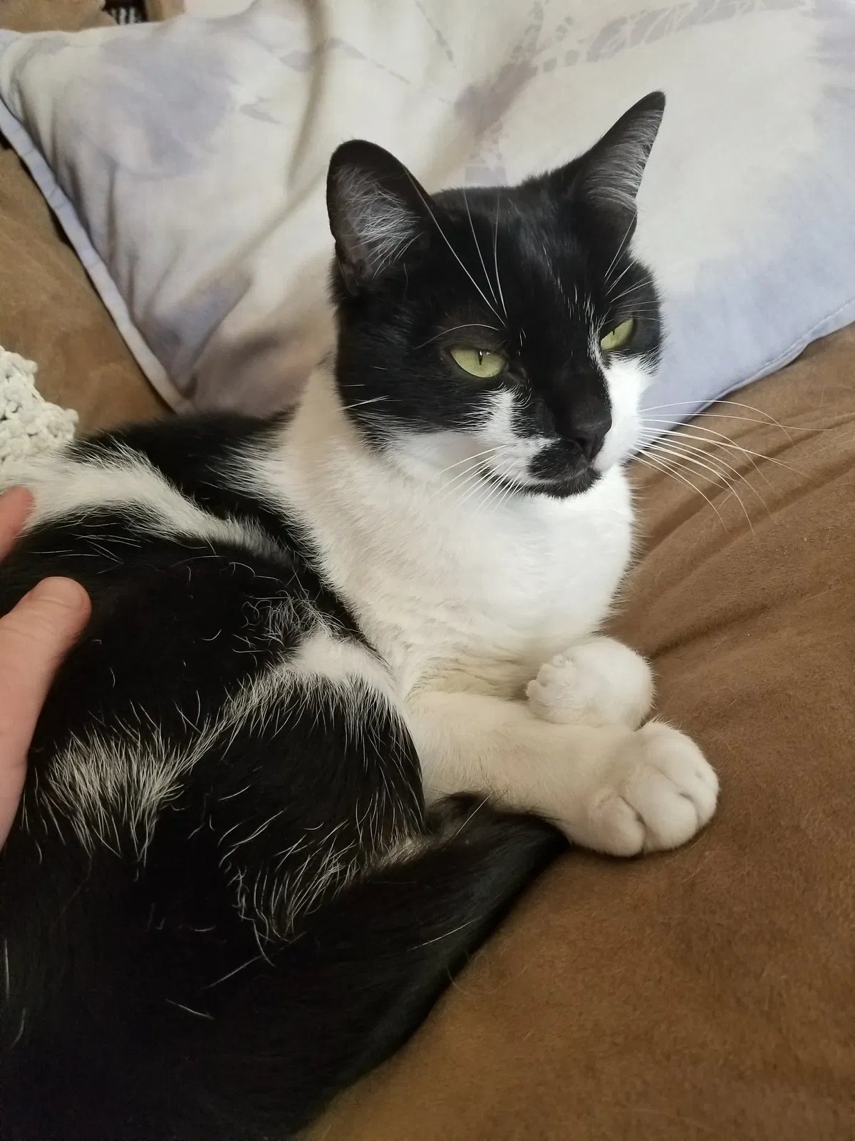 Lost cat in New Haven, CT, 6511