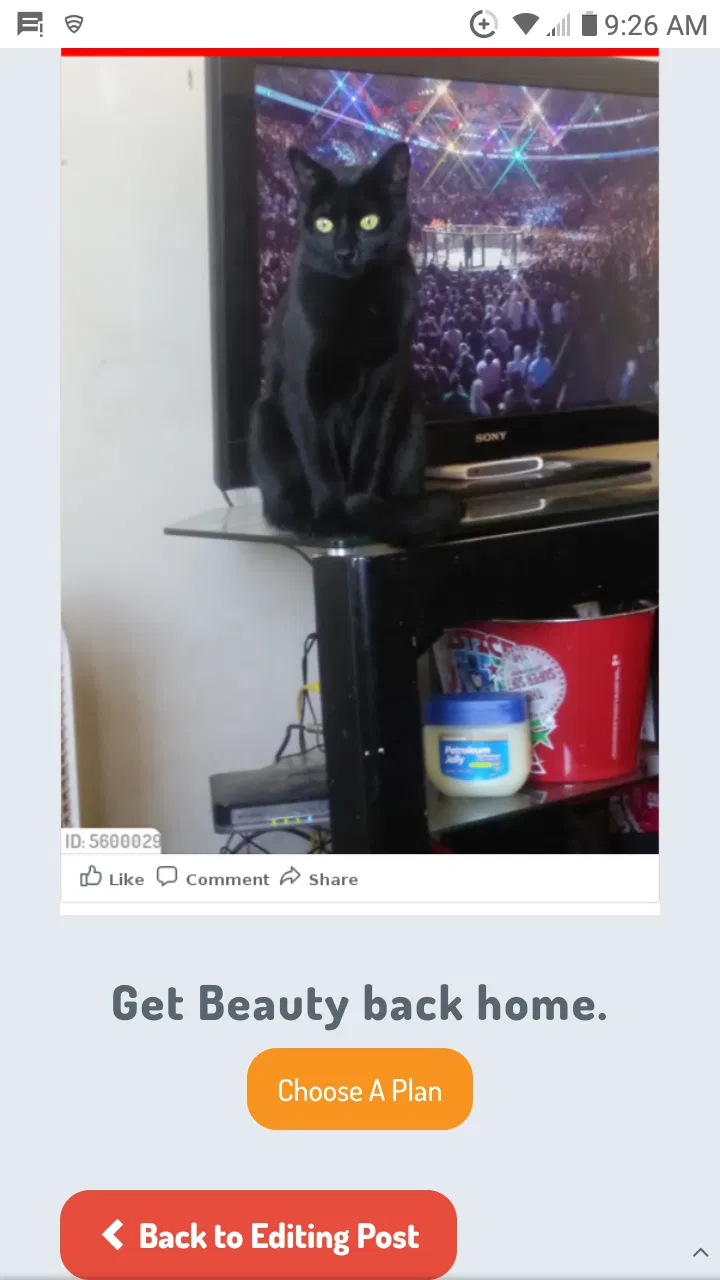 Lost cat in Reno, NV, 89502