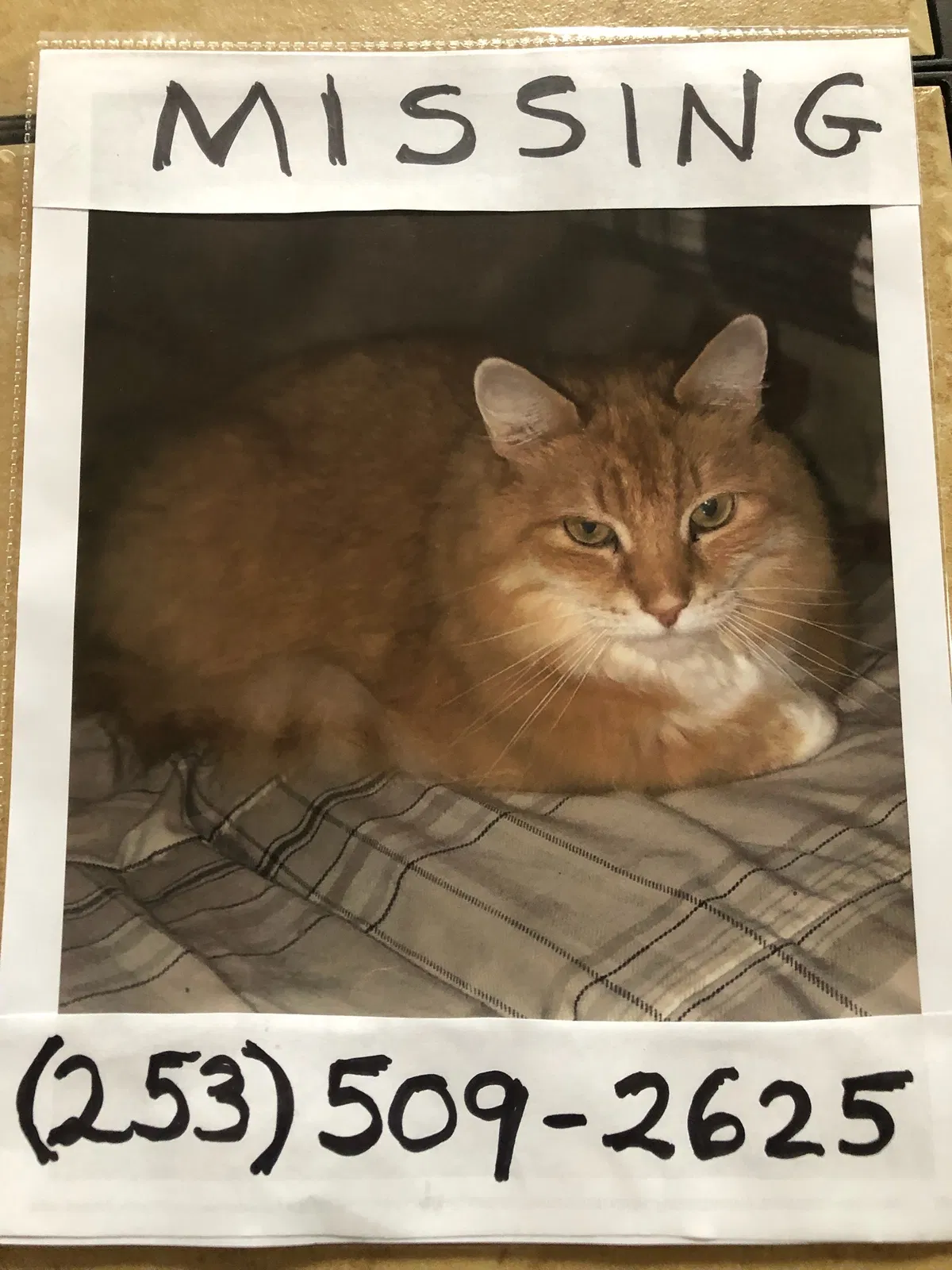 Lost cat in Gig Harbor, WA, 98332
