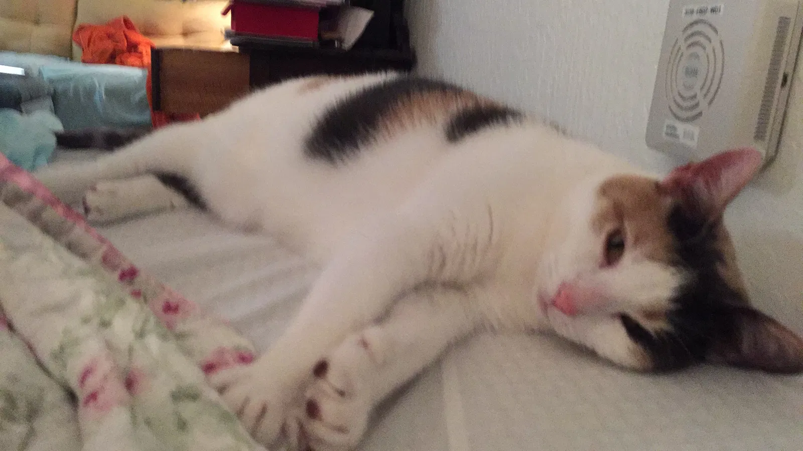 Lost cat in Los Angeles, CA, 90048