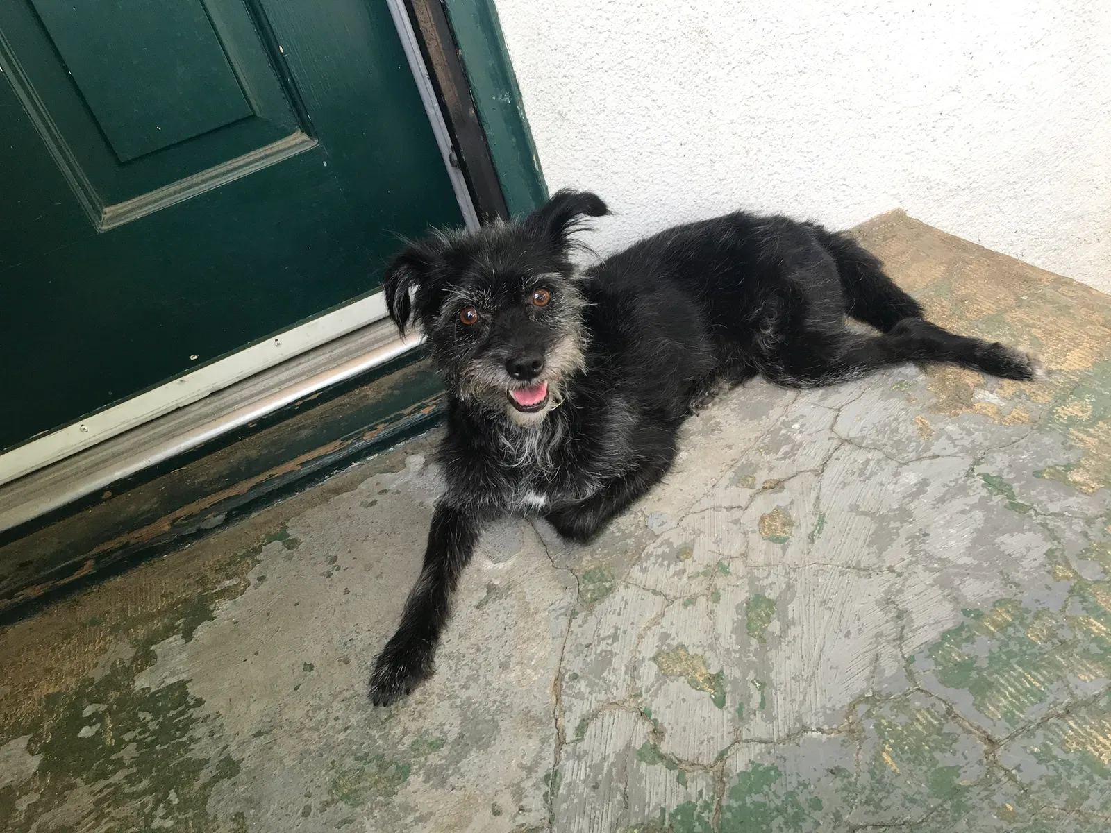 Lost dog in Fresno, CA, 93706