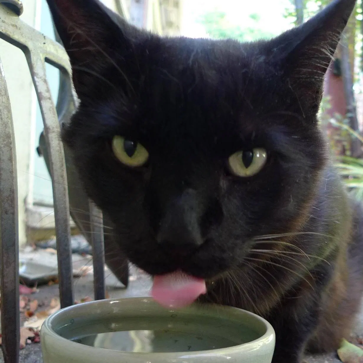 Lost cat in Castro Valley, CA, 94546
