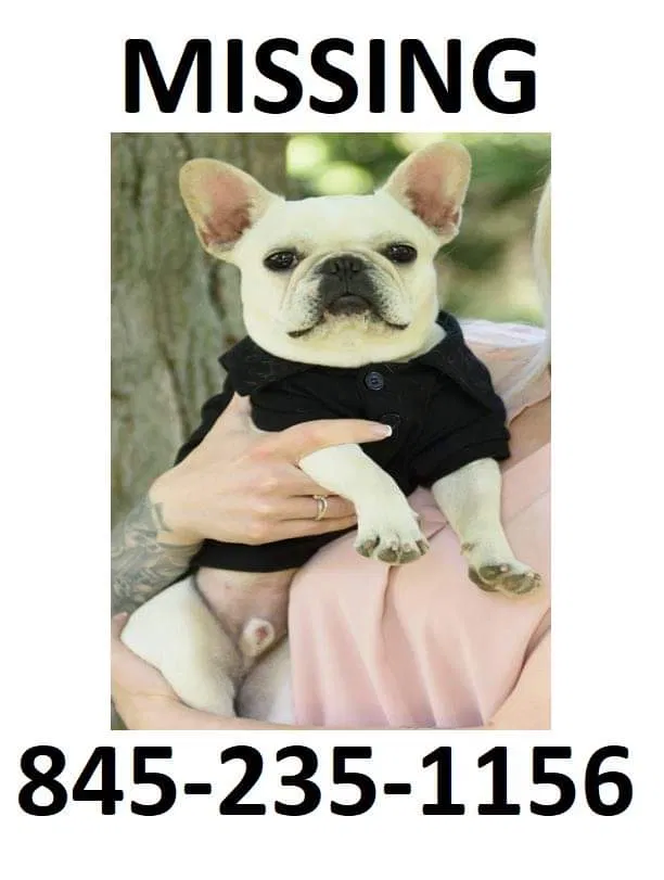 Lost dog in Hopewell Junction, NY, 12533
