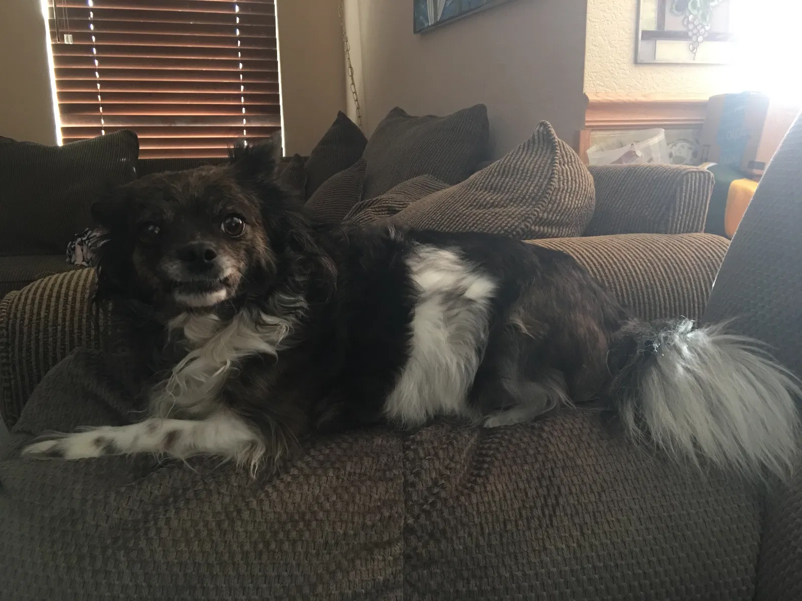 Lost dog in Oak Park, IL, 60301