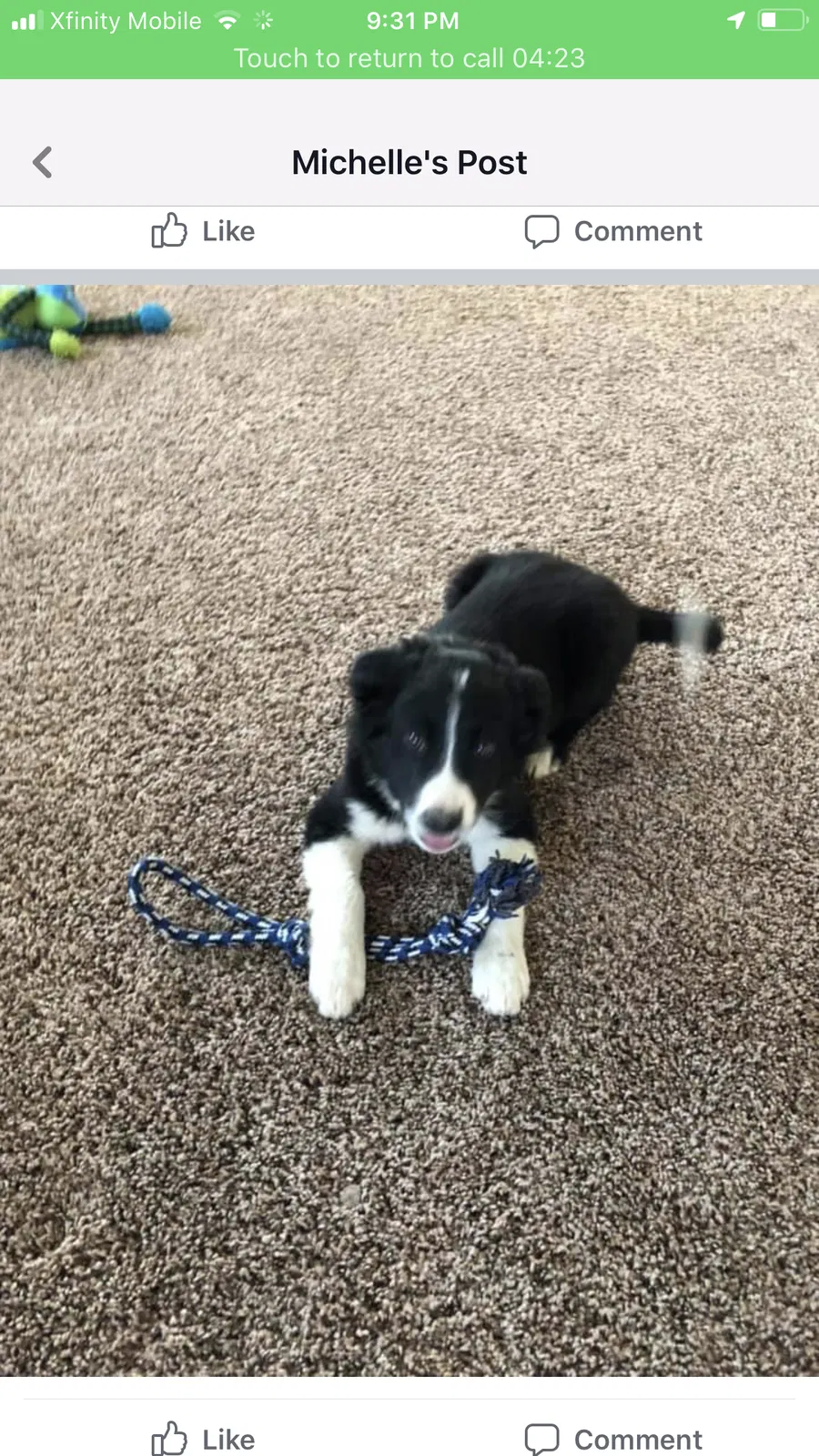 Lost dog in Fresno, CA, 93722