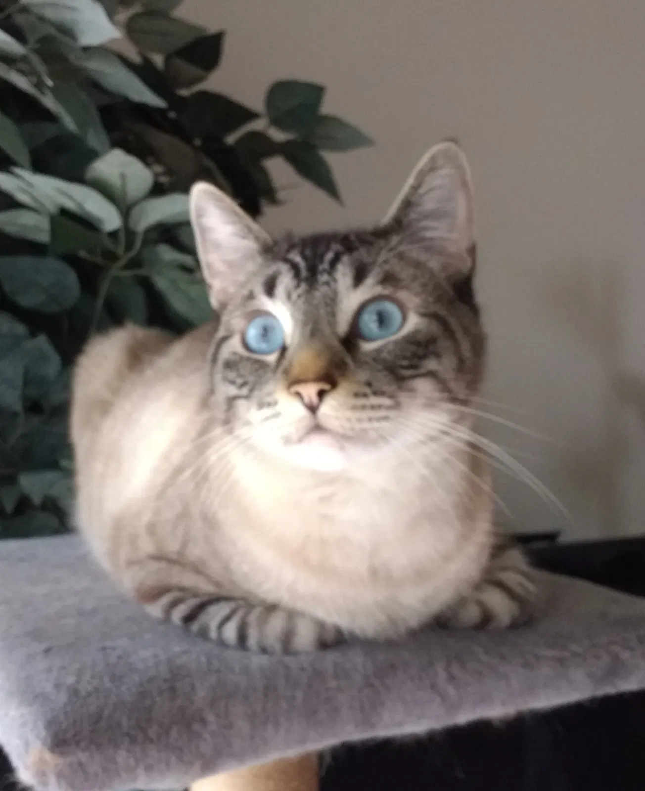 Lost cat in Maple Valley, WA, 98038