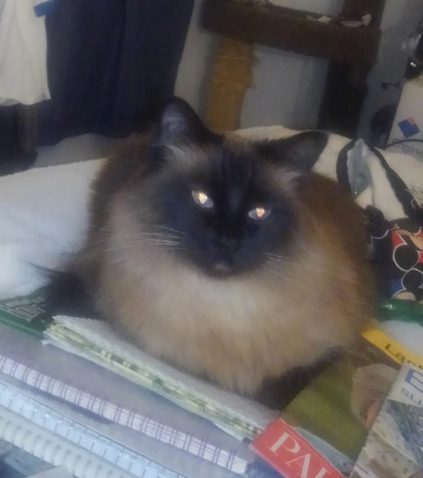 Lost cat in Maple Valley, WA, 98038