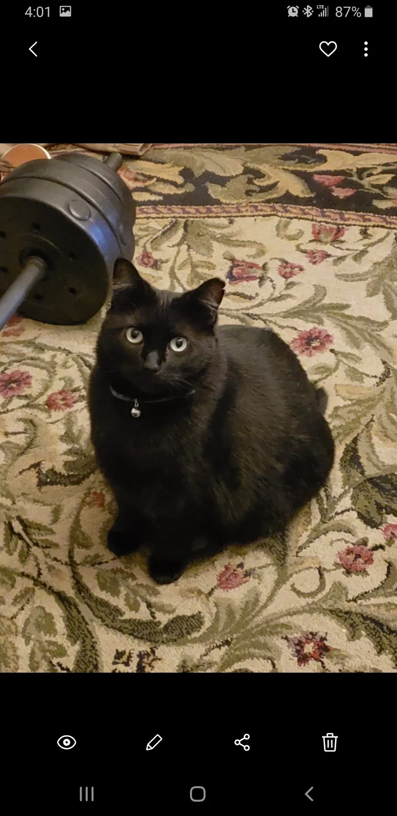 Lost cat in Kenner, LA, 70065
