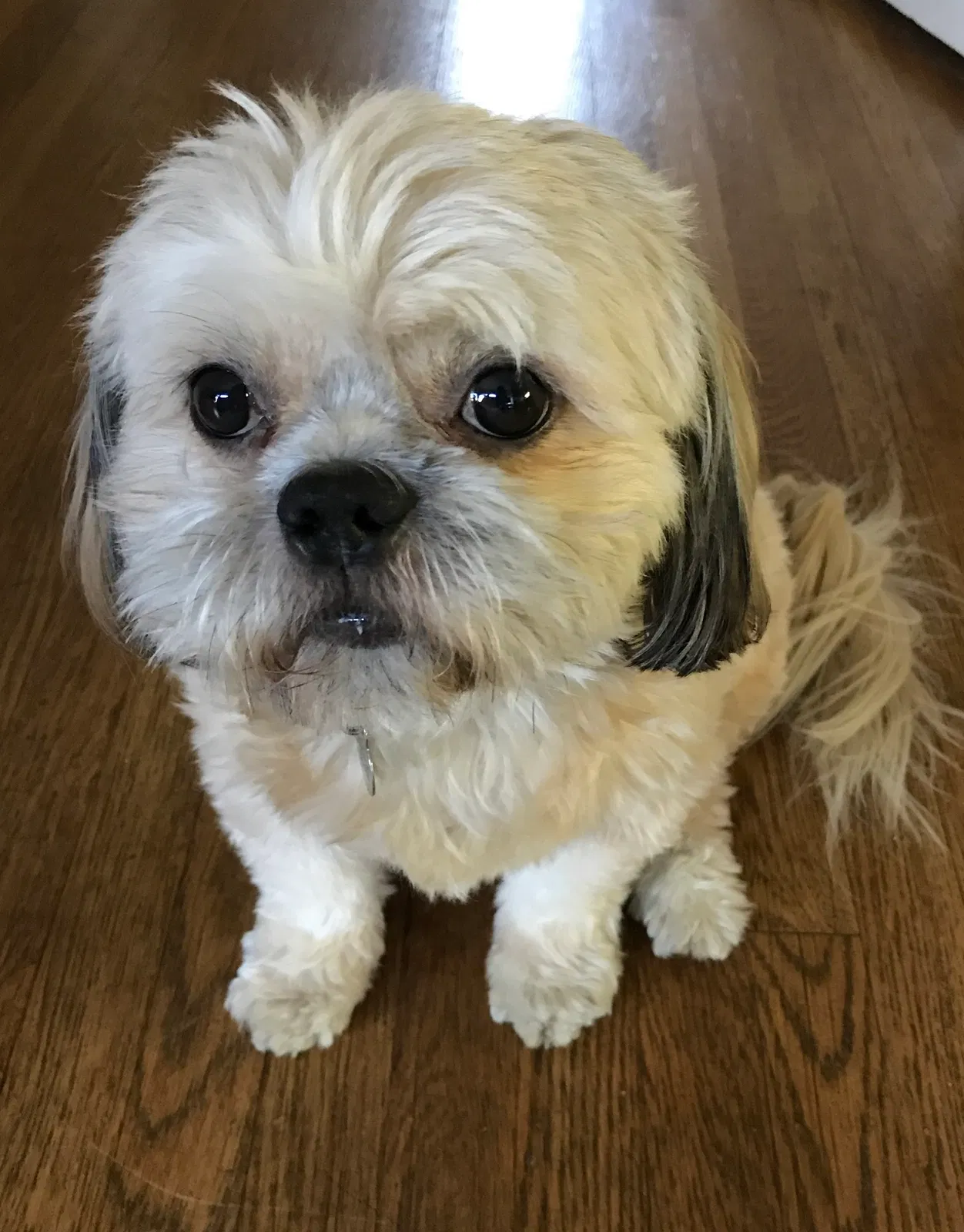 Lost dog in Sacramento, CA, 95819