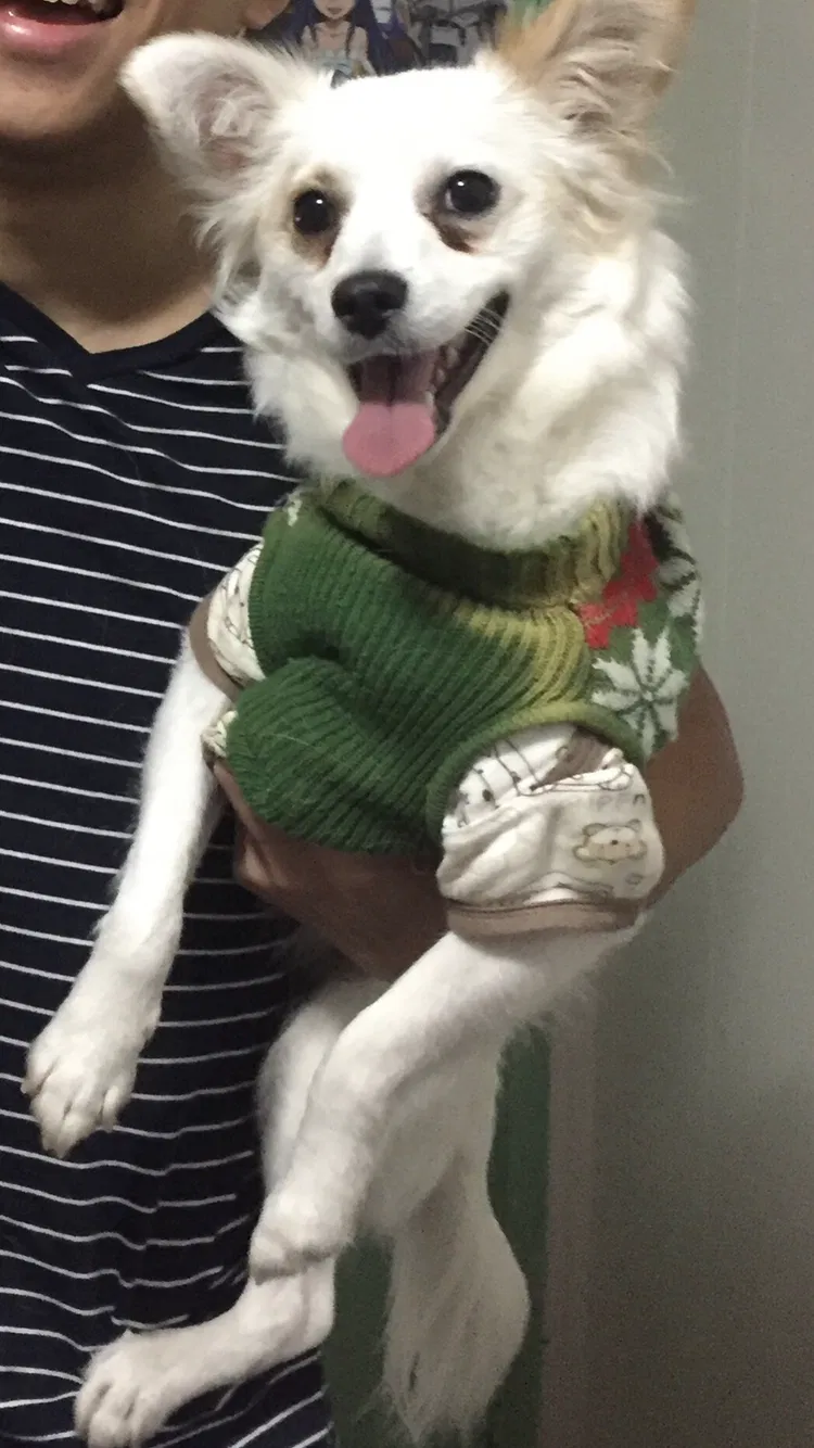Lost dog in Sacramento, CA, 95823