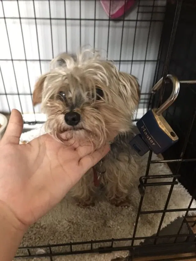 Lost dog in Beltsville, MD, 20705