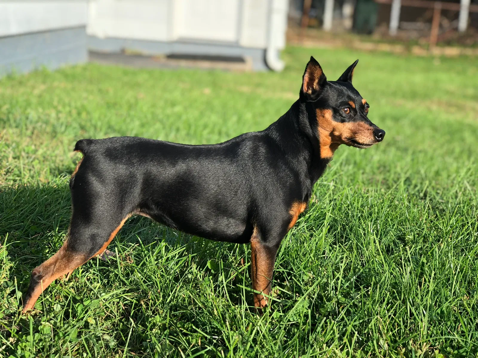 Lost dog in Brookville, OH, 45309