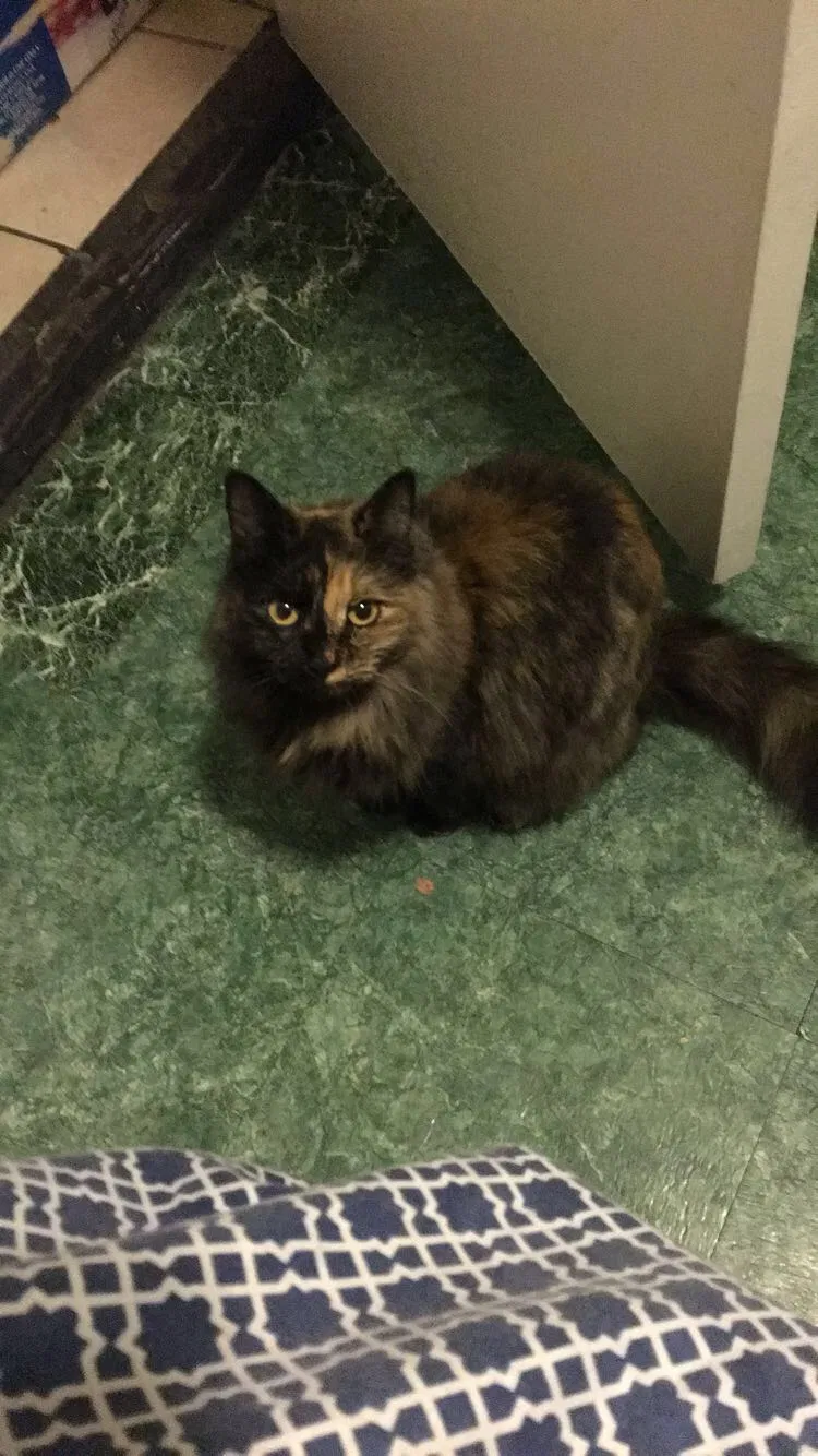Lost cat in El Monte, CA, 91732