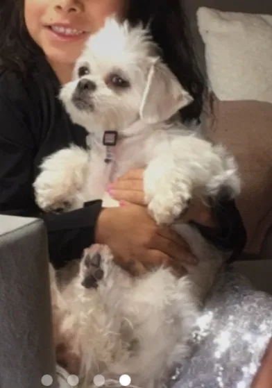 Lost dog in Canyon Country, CA, 91351