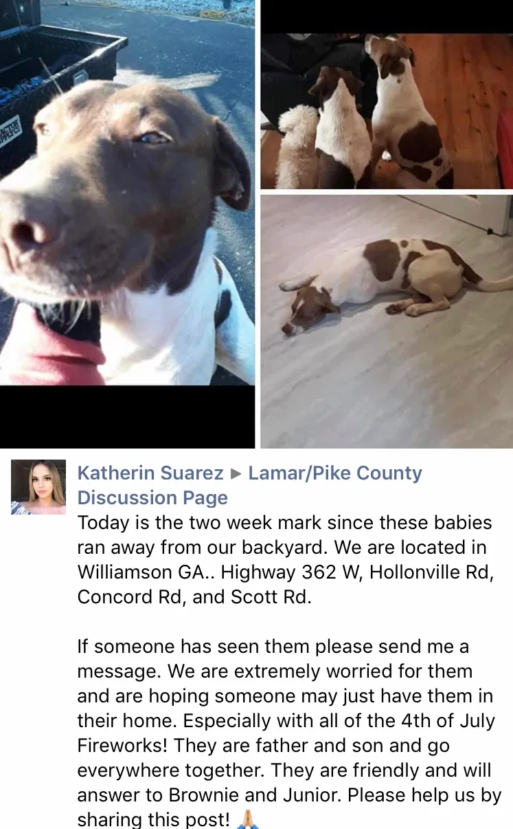 Lost dog in Williamson, GA, 30292