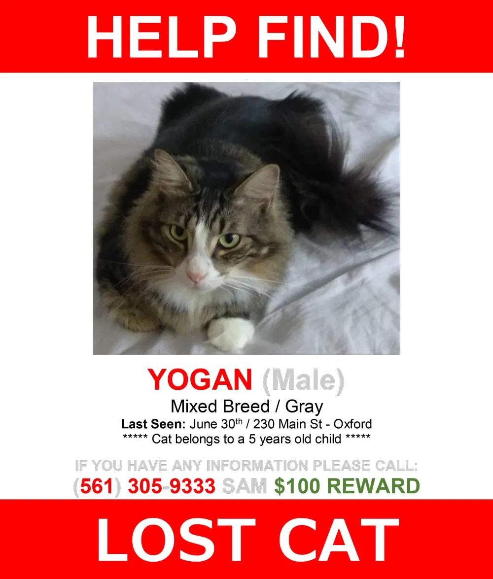 Lost cat in Oxford, MA, 1540