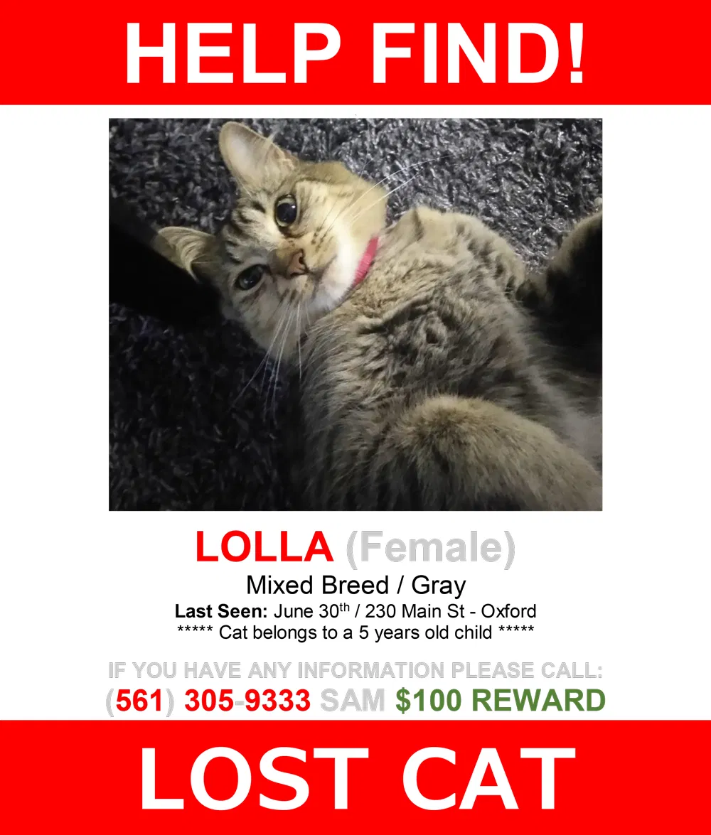 Lost cat in Oxford, MA, 1540