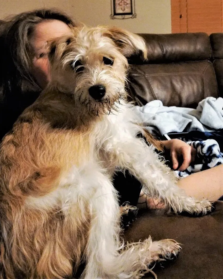 Lost dog in Mckinney, TX, 75071